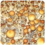 Псилоцибиновые (галлюциногенные) грибы в Дальнегорске Psilocybin "Golden Teacher" Псилоцибиновые (галлюциногенные) грибы в Дальнегорске Psilocybin "Golden Teacher"