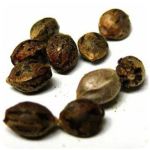 Семена марихуаны АК-47 (Seeds AK-47) в Дальнегорске Семена марихуаны АК-47 (Seeds AK-47) в Дальнегорске